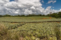 CostaRica - ananas 0461